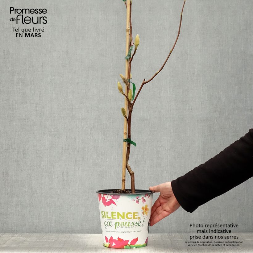 Esimerkki keväällä toimitetusta Poppelimagnolia Butterflies Pot de 4L/5L-taimesta