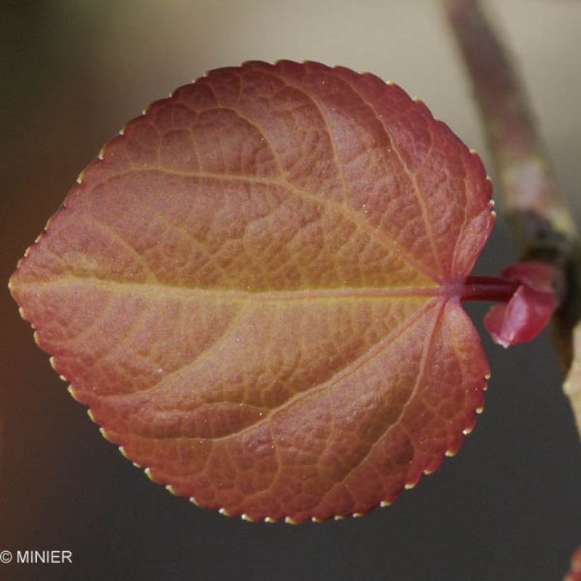 Katsura - Cercidiphyllum japonicum (Lehvistö)