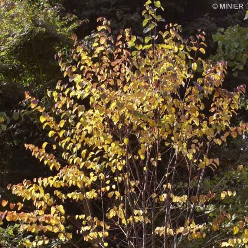 Katsura - Cercidiphyllum japonicum (Kasvutapa)