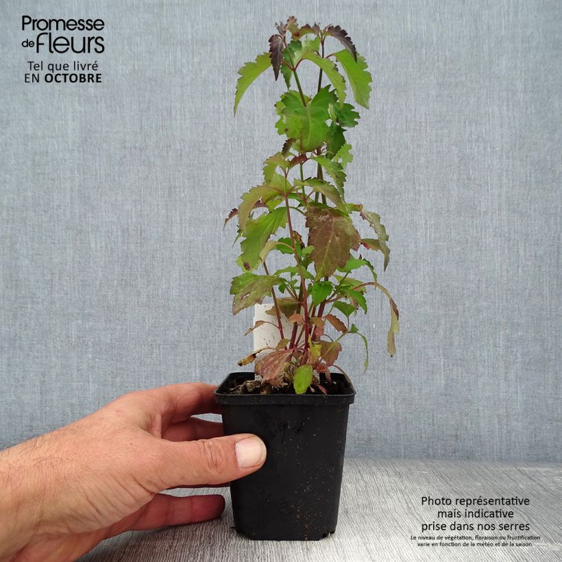 Esimerkki syksyllä toimitetusta Tähkäkuusama - Leycesteria formosa 8/9 cm taimiruukku-taimesta