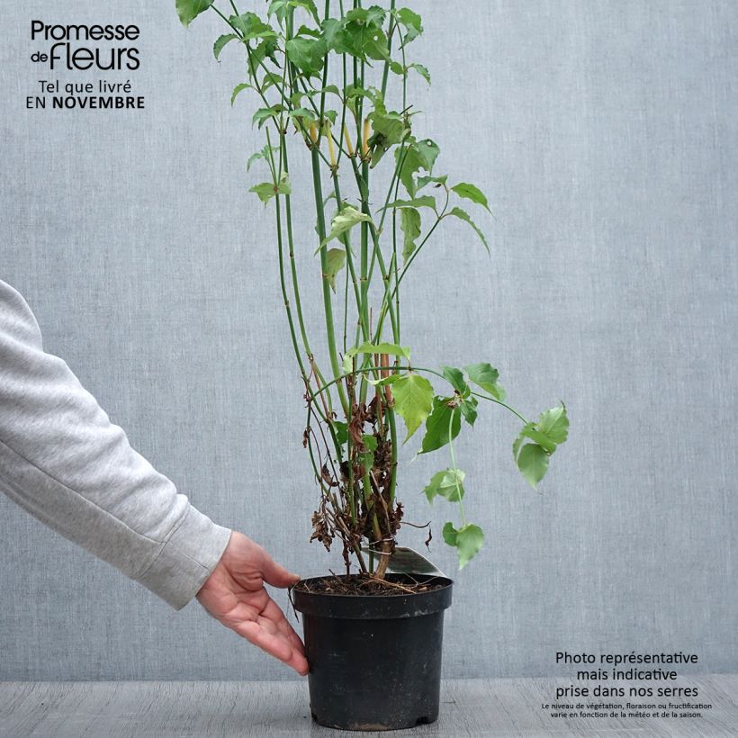Esimerkki syksyllä toimitetusta Tähkäkuusama - Leycesteria formosa 2 litran/3 litran ruukku-taimesta