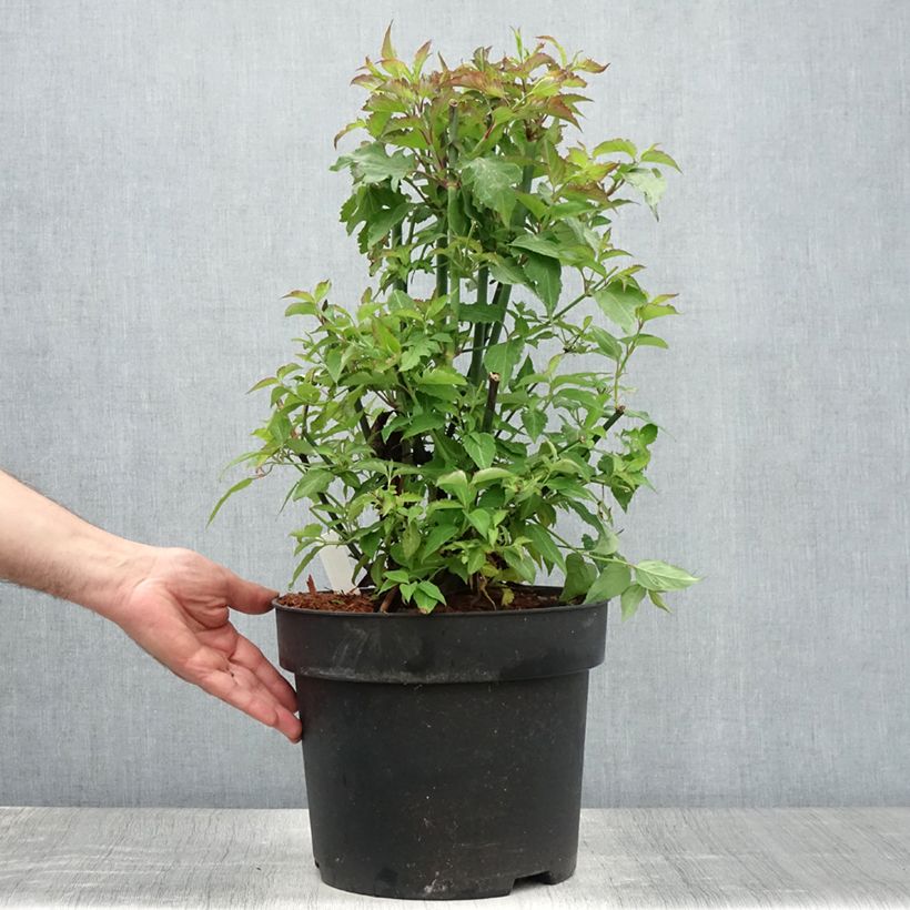 Esimerkki kesällä toimitetusta Tähkäkuusama - Leycesteria formosa Pot de 7,5L/10L-taimesta