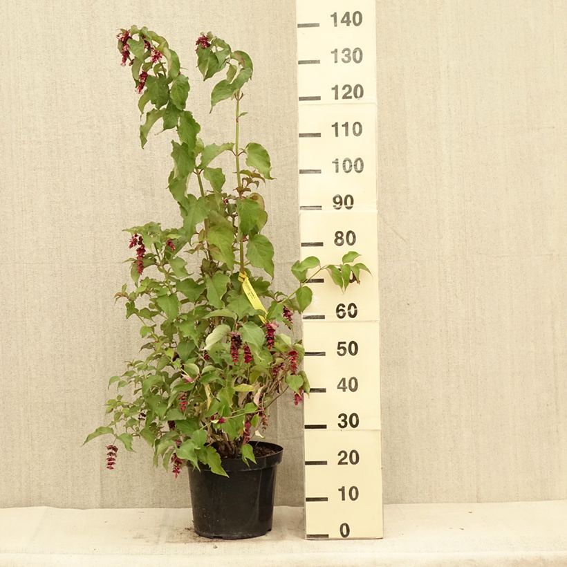 Esimerkki kesällä toimitetusta Tähkäkuusama Purple Rain Pot de 7,5L/10L-taimesta