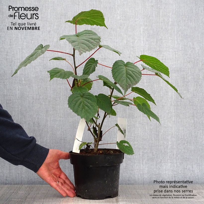 Esimerkki syksyllä toimitetusta Kyyhkyspuu - Davidia involucrata var. vilmoriniana 3 litran/4 litran ruukku-taimesta