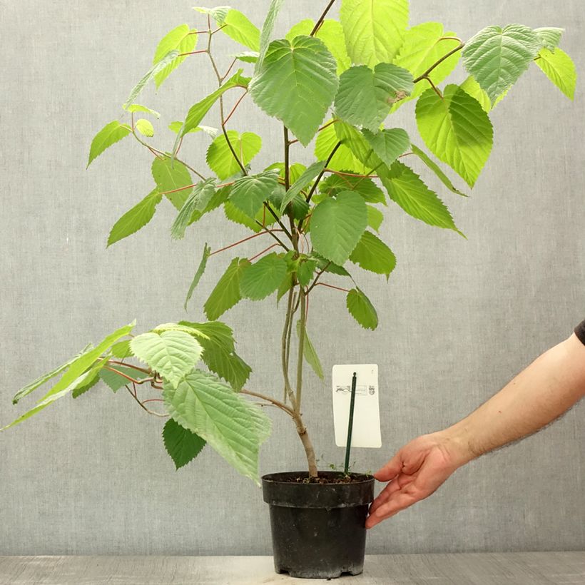 Esimerkki kesällä toimitetusta Kyyhkyspuu var. vilmoriniana Pot de 3L/4L-taimesta