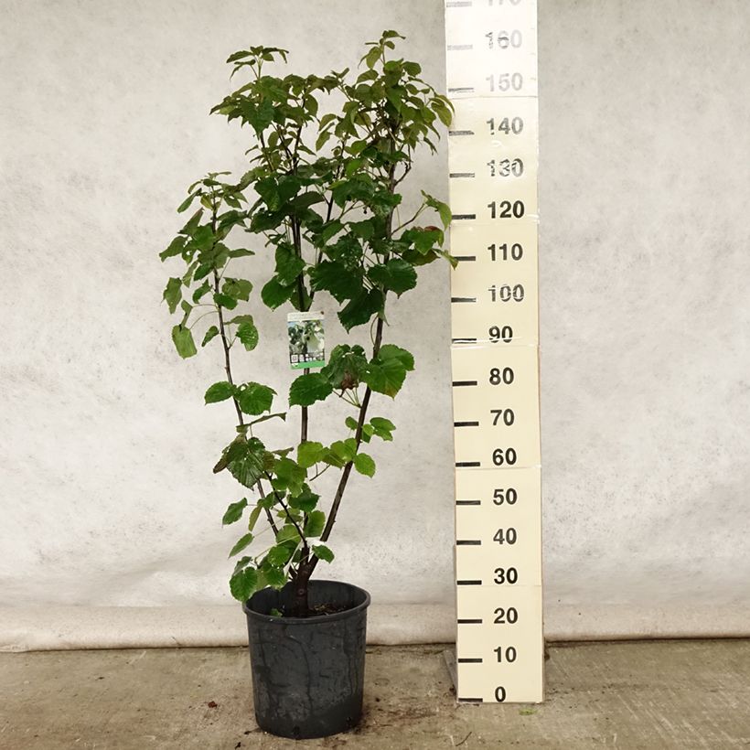 Esimerkki kesällä toimitetusta Kyyhkyspuu var. vilmoriniana Pot de 18L/20L-taimesta