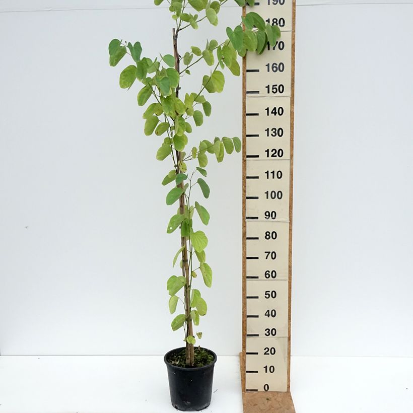 Esimerkki syksyllä toimitetusta Punabauhinia - Bauhinia purpurea 7,5 litran / 10 litran ruukku-taimesta