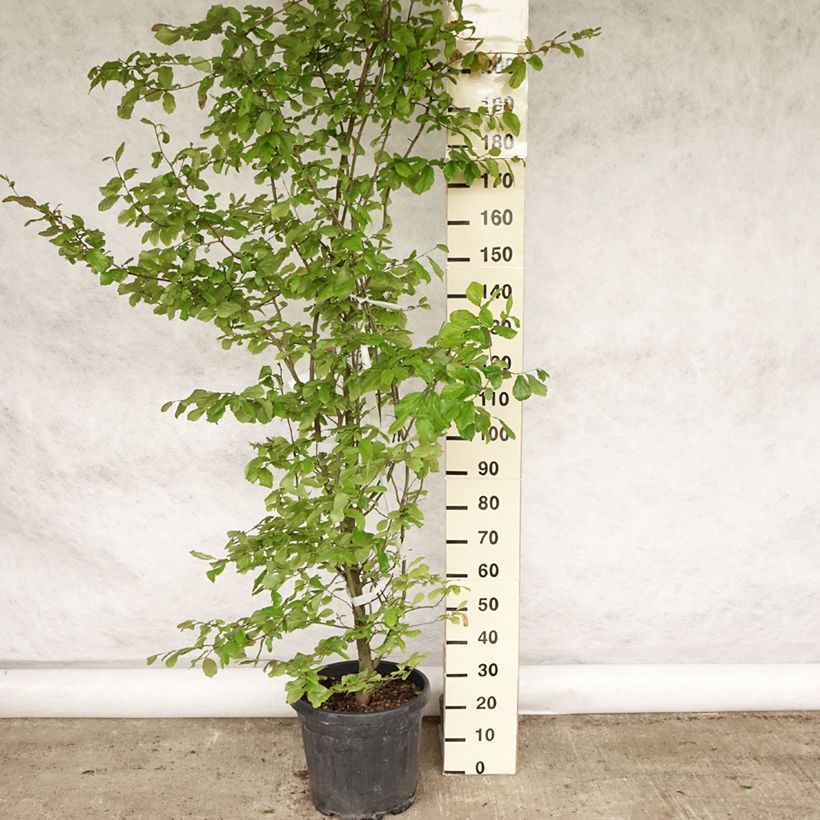 Esimerkki kesällä toimitetusta Persianparrotia - Parrotia persica Ruukku 30L / 35L-taimesta