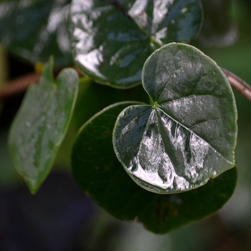 Juudaksenpuu - Cercis siliquastrum (Lehvistö)