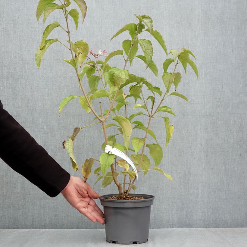 Esimerkki syksyllä toimitetusta Isokohtalonpensas - Clerodendrum trichotomum 3 litran/4 litran ruukku-taimesta