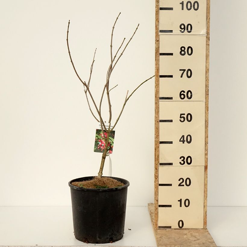 Esimerkki talvella toimitetusta Arbre de la chance - Clerodendrum trichotomum, clérodendron Pot de 7,5L/10L-taimesta