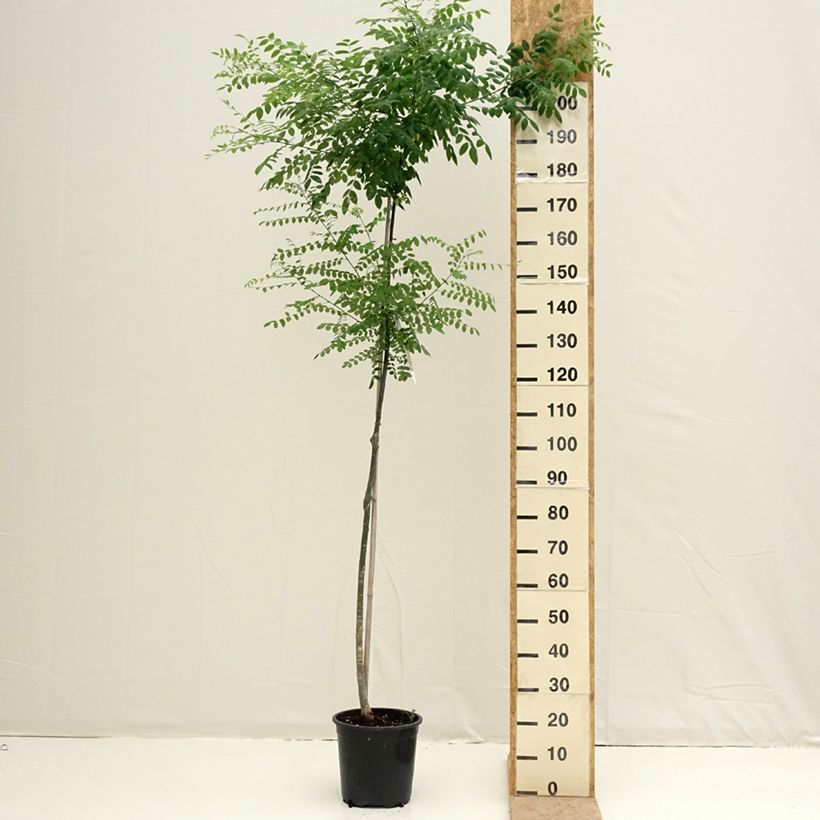 Esimerkki keväällä toimitetusta Helmipalo - Sophora japonica Pot de 7,5L/10L-taimesta