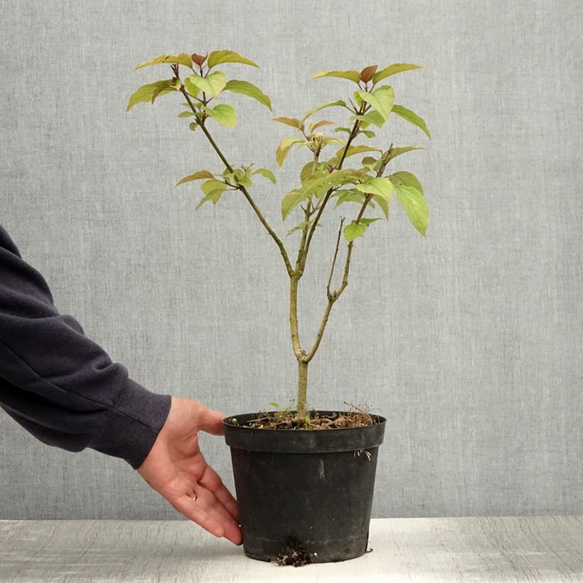 Esimerkki kesällä toimitetusta Isokohtalonpensas Fargesii Ruukku 2L / 3L-taimesta