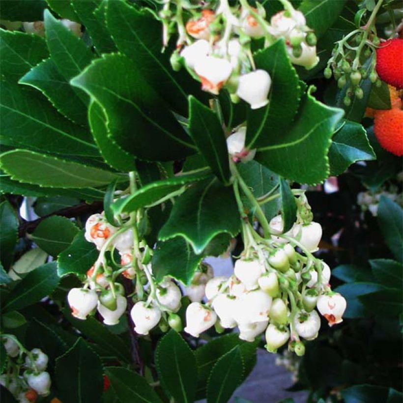 Lännenmansikkapuu - Arbutus unedo (Kukinta)