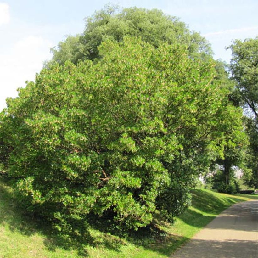 Lännenmansikkapuu - Arbutus unedo (Kasvutapa)