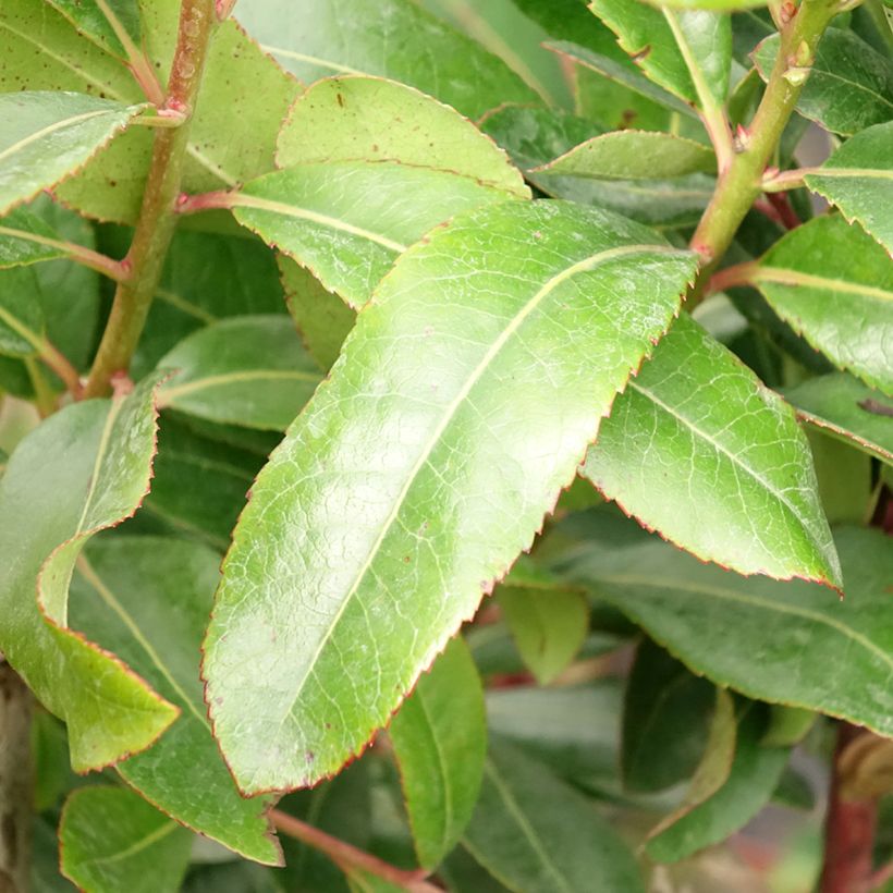 Lännenmansikkapuu - Arbutus unedo (Lehvistö)