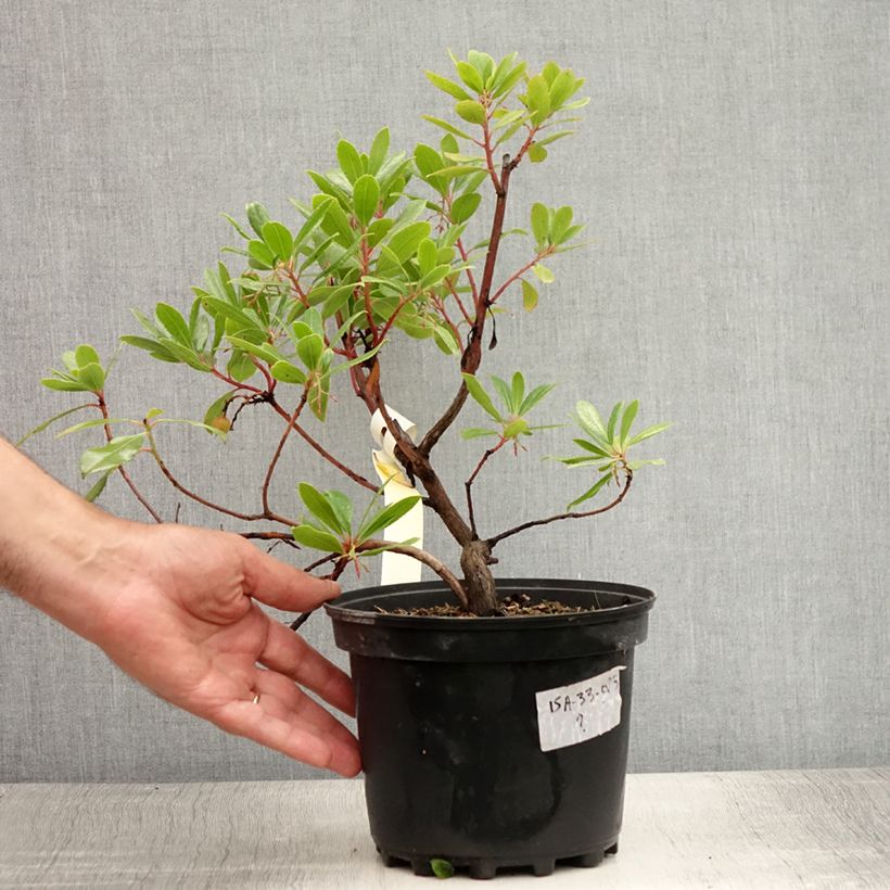 Esimerkki kesällä toimitetusta Lännenmansikkapuu - Arbutus unedo Ruukku 2L / 3L-taimesta