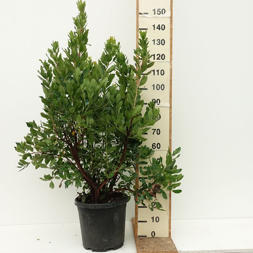 Esimerkki kesällä toimitetusta Lännenmansikkapuu - Arbutus unedo 18 litran/20 litran ruukku-taimesta