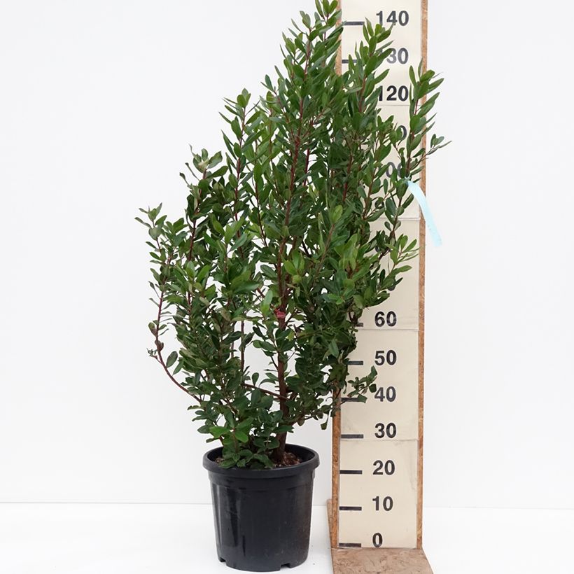 Esimerkki talvella toimitetusta Lännenmansikkapuu - Arbutus unedo Ruukku 18L / 20L-taimesta