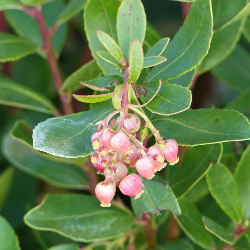 Lännenmansikkapuu Roselily Minlily (Kukinta)