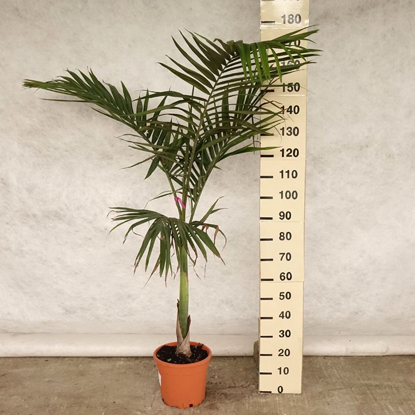 Esimerkki kesällä toimitetusta Hopeakeisaripalmu - Archontophoenix alexandrae Pot de 7,5L/10L-taimesta