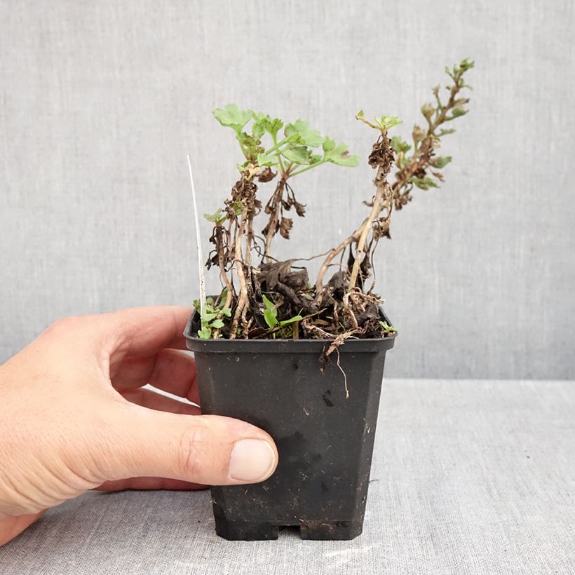 Esimerkki syksyllä toimitetusta Jäämerenkakkara - Arctanthemum arcticum 8/9 cm taimiruukku-taimesta