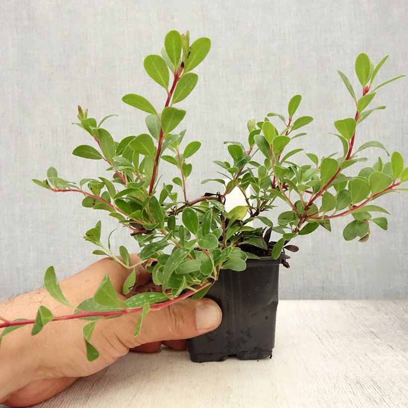 Esimerkki kesällä toimitetusta Sianpuolukka - Arctostaphylos uva-ursi Godet de 8/9 cm-taimesta