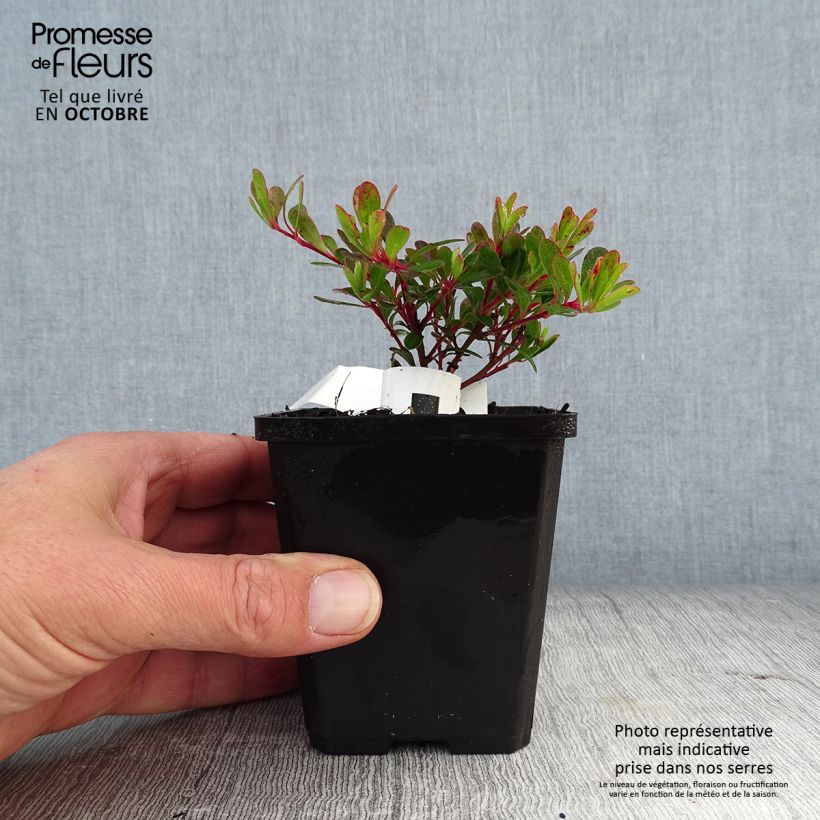 Esimerkki syksyllä toimitetusta Sianpuolukka - Arctostaphylos uva-ursi 8/9 cm taimiruukku-taimesta