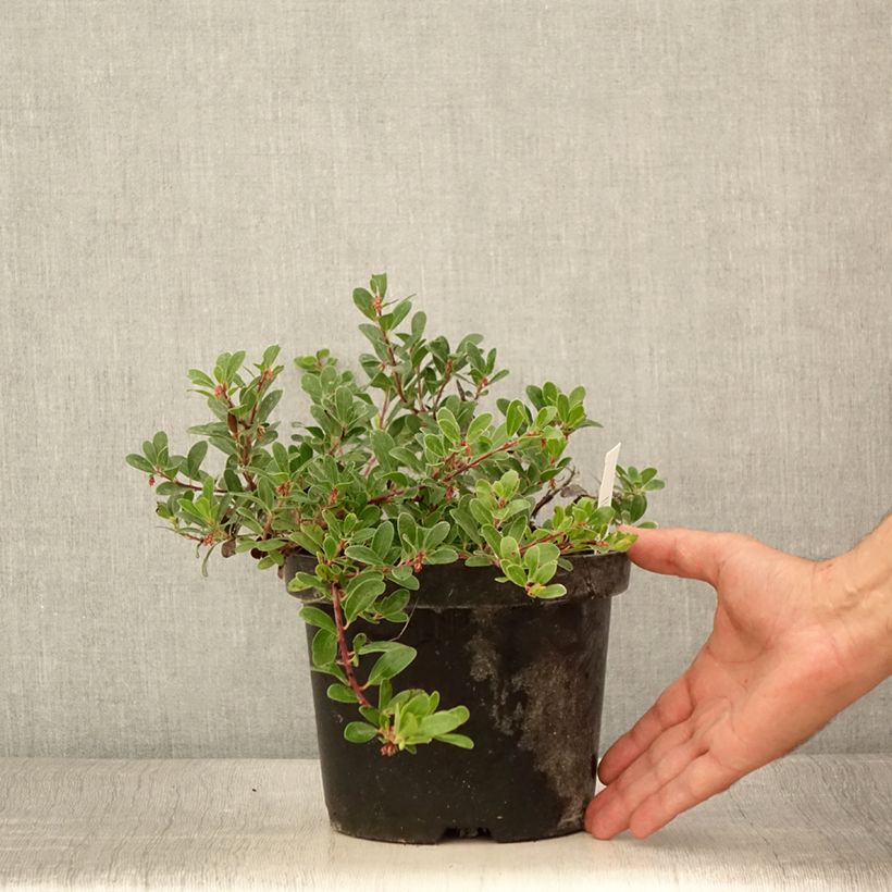 Esimerkki kesällä toimitetusta Sianpuolukka - Arctostaphylos uva-ursi Pot de 3L/4L-taimesta