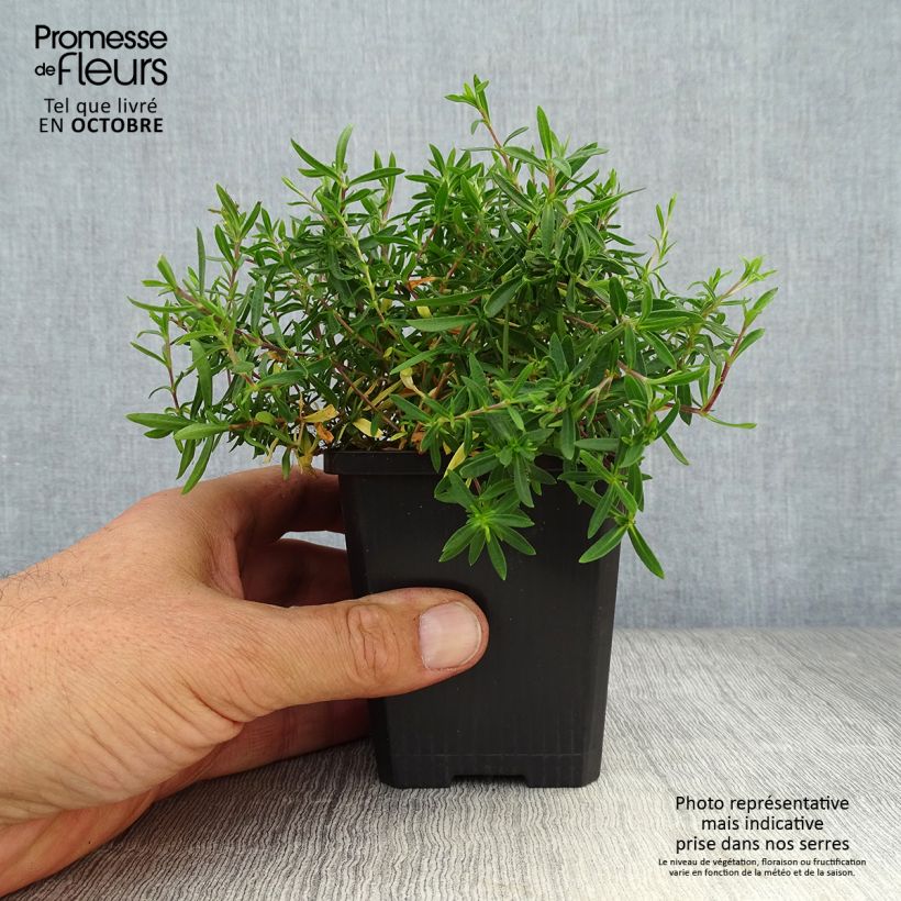 Esimerkki syksyllä toimitetusta Vuoriarho - Arenaria montana 8/9 cm taimiruukku-taimesta