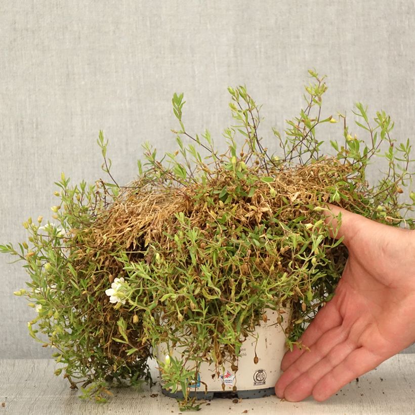 Esimerkki kesällä toimitetusta Vuoriarho - Arenaria montana Ruukku 2L / 3L-taimesta