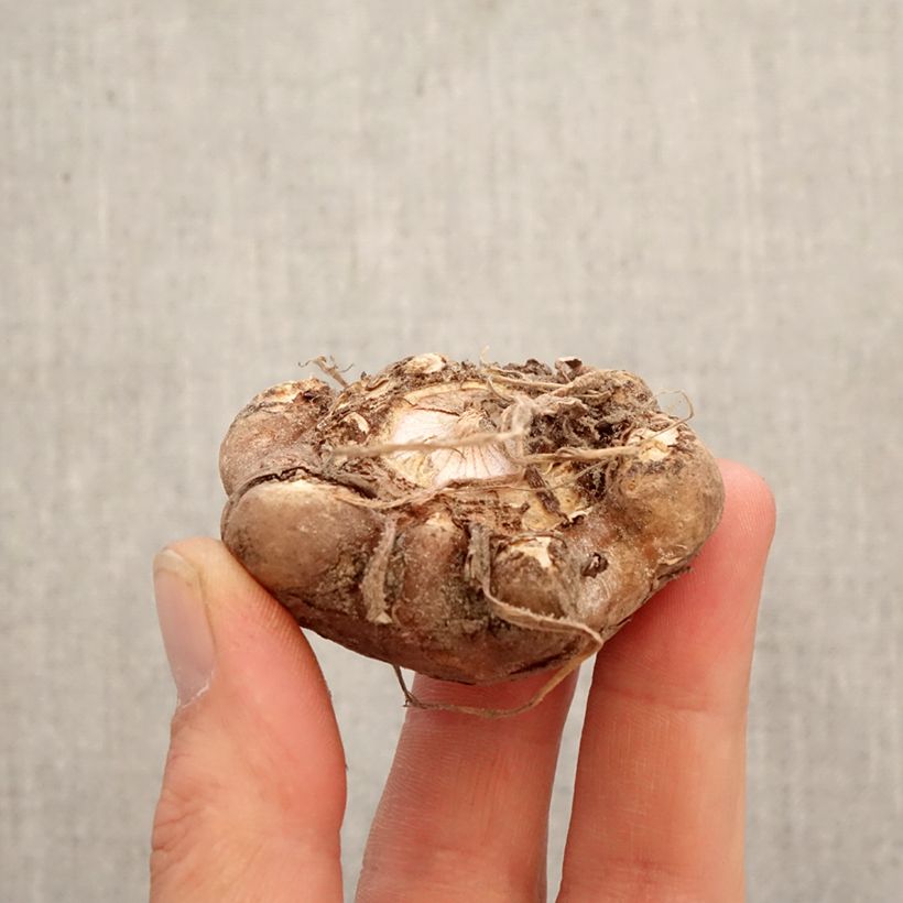 Example of Neidonkärsäkalla - Arisaema candidissimum Bulbe as you get in printemps