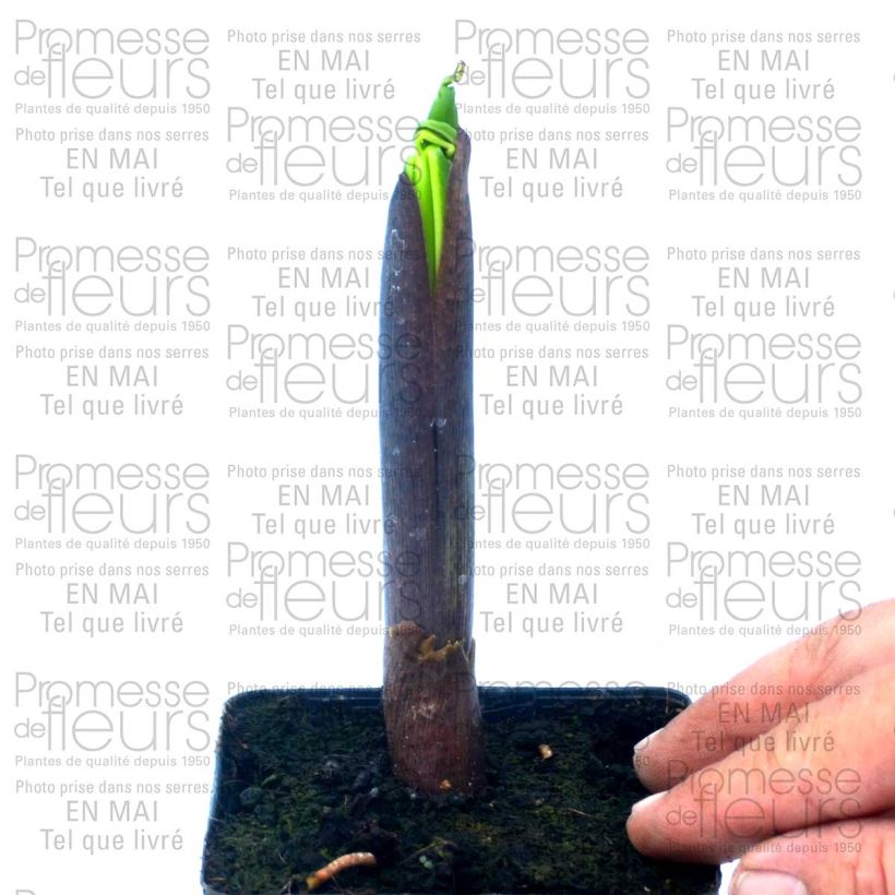 Example of Kärsäkalla - Arisaema ciliatum Pot de 2L/3L as you get
