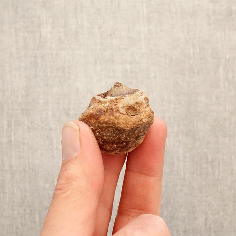 Example of Puikkokärsäkalla - Arisaema dracontium Bulbe as you get in printemps