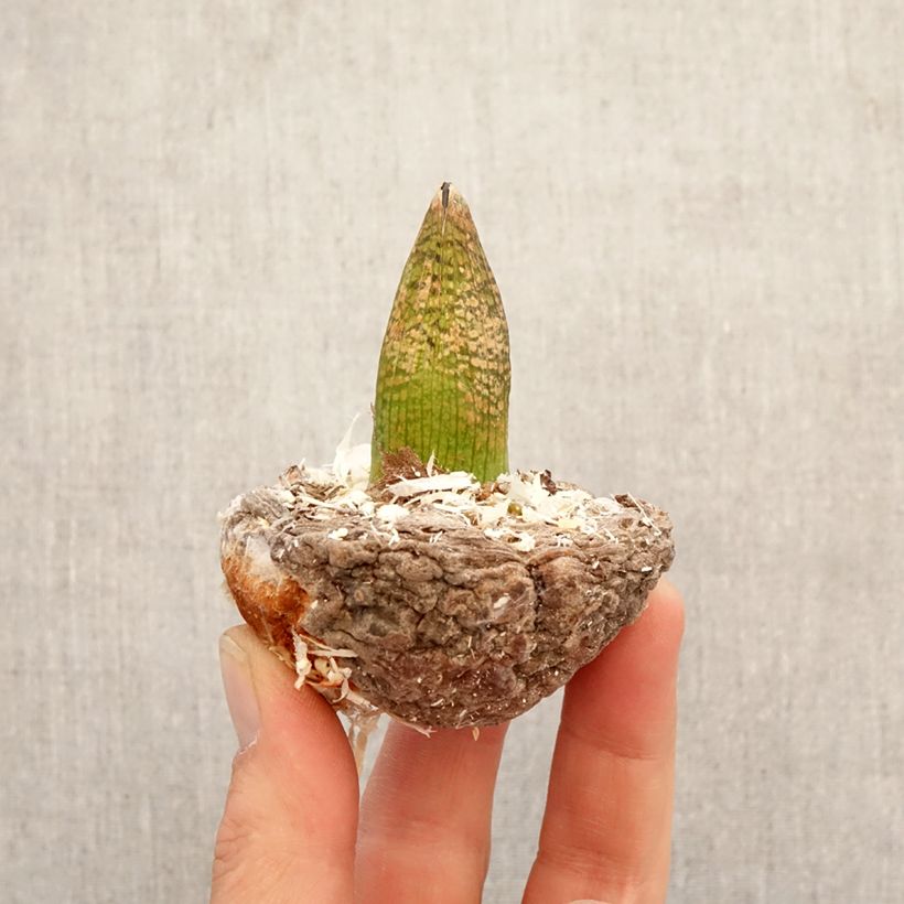 Example of Kärsäkalla - Arisaema griffithii Bulbe as you get in printemps