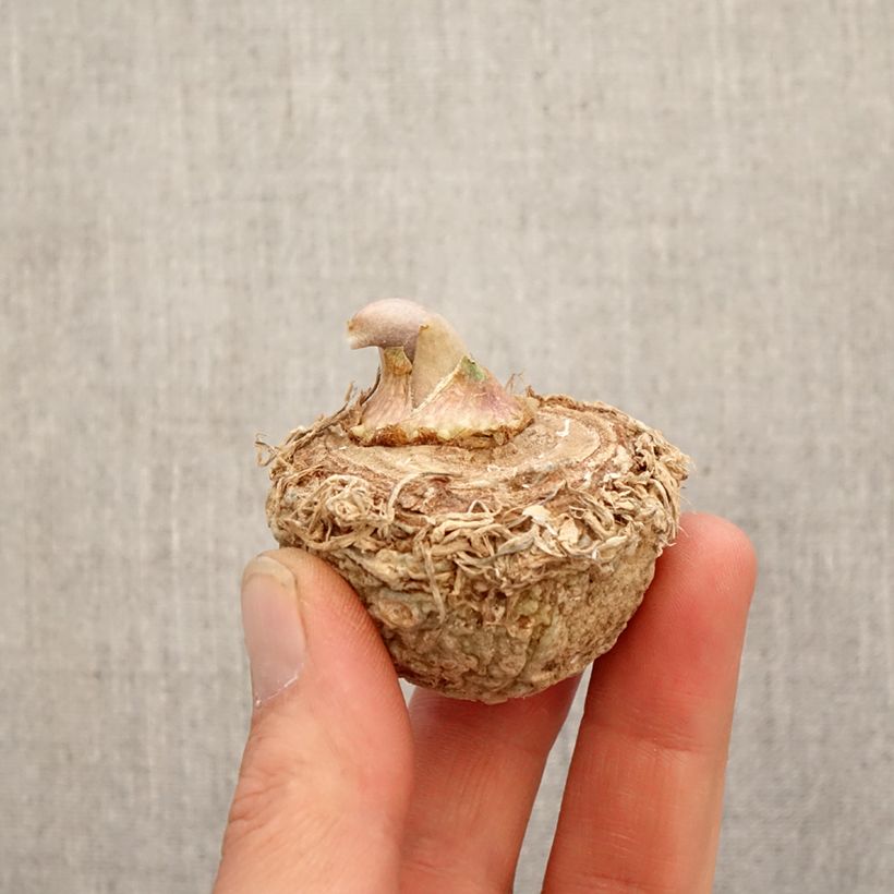 Example of Suklaakärsäkalla - Arisaema sikokianum Bulbe as you get in printemps