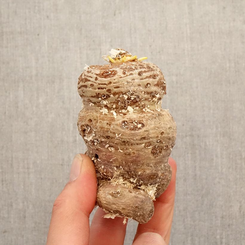 Example of Kärsäkalla - Arisaema speciosum Bulbe as you get in printemps