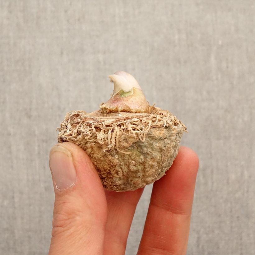 Example of Mutkakärsäkalla - Arisaema tortuosum Bulbe as you get in printemps