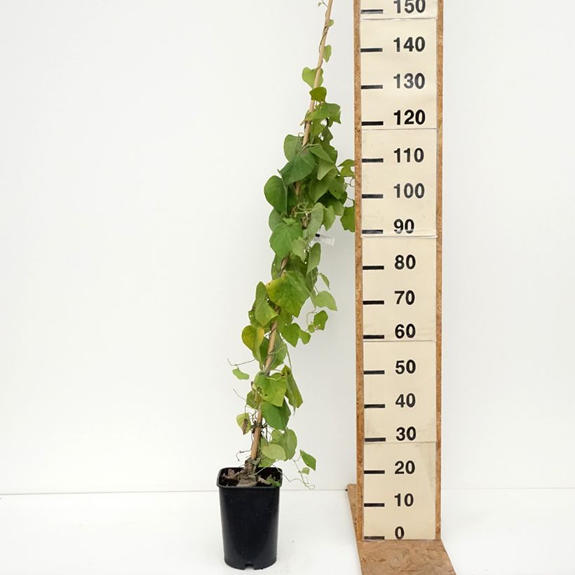 Esimerkki syksyllä toimitetusta Piippuköynnös - Aristolochia macrophylla (durior) 6 litran/7 litran ruukku-taimesta