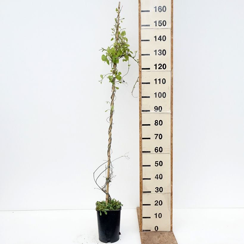Esimerkki keväällä toimitetusta Piippuköynnös - Aristolochia macrophylla Pot de 6L/7L-taimesta