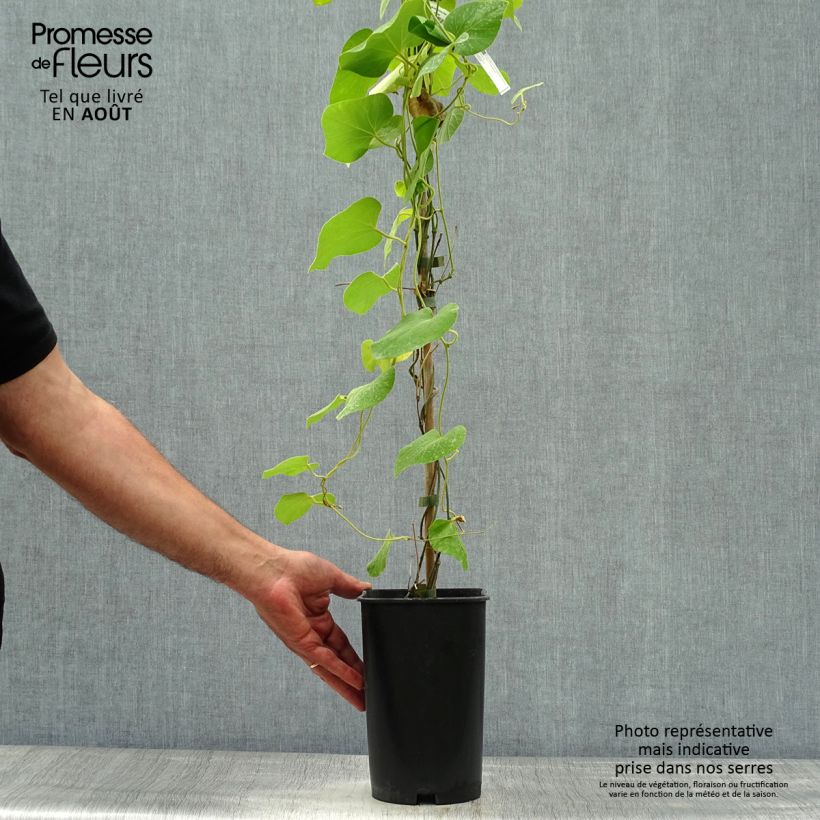 Esimerkki kesällä toimitetusta Piippuköynnös - Aristolochia macrophylla Pot de 2L/3L-taimesta