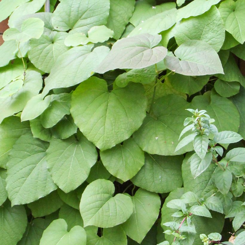 Piippuköynnös - Aristolochia macrophylla (Lehvistö)
