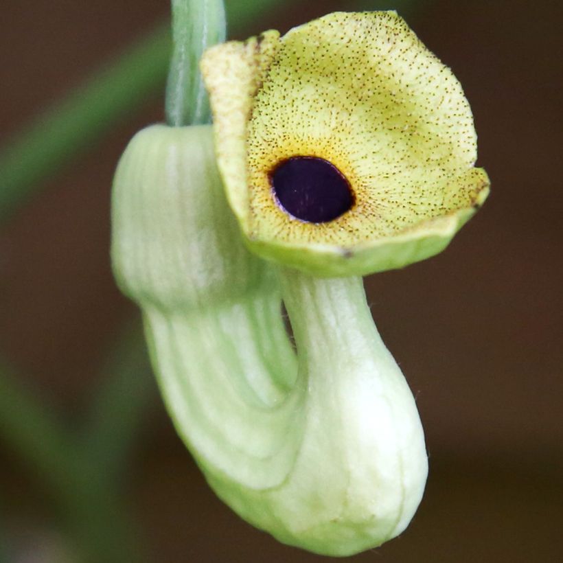 Piippuköynnös - Aristolochia macrophylla (Kukinta)
