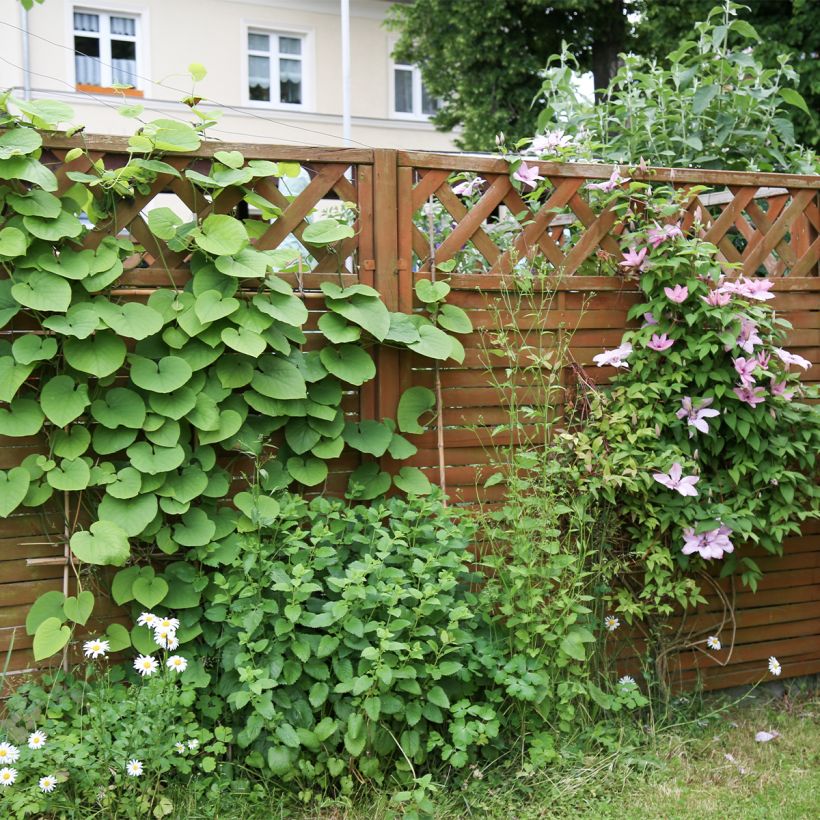 Piippuköynnös - Aristolochia macrophylla (Kasvutapa)