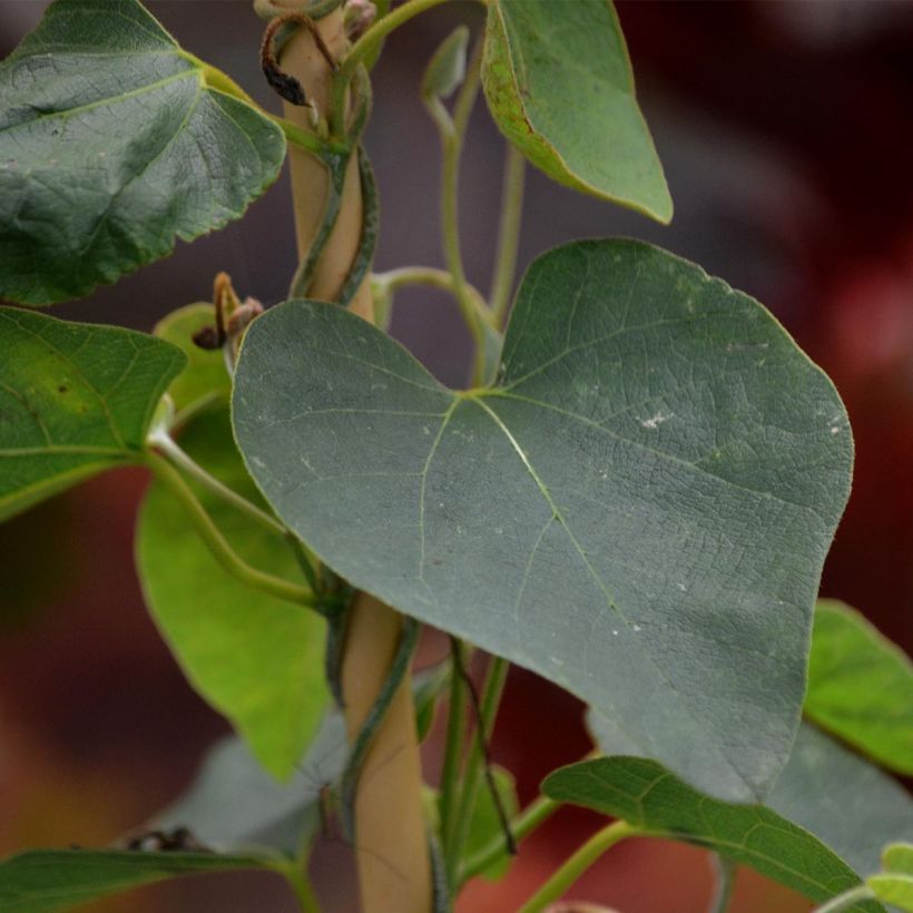 Piippuköynnös - Aristolochia macrophylla (Lehvistö)