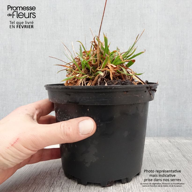 Esimerkki talvella toimitetusta Armeria pseudarmeria Ballerina Lilac - Gazon d'Espagne Pot de 2L/3L-taimesta