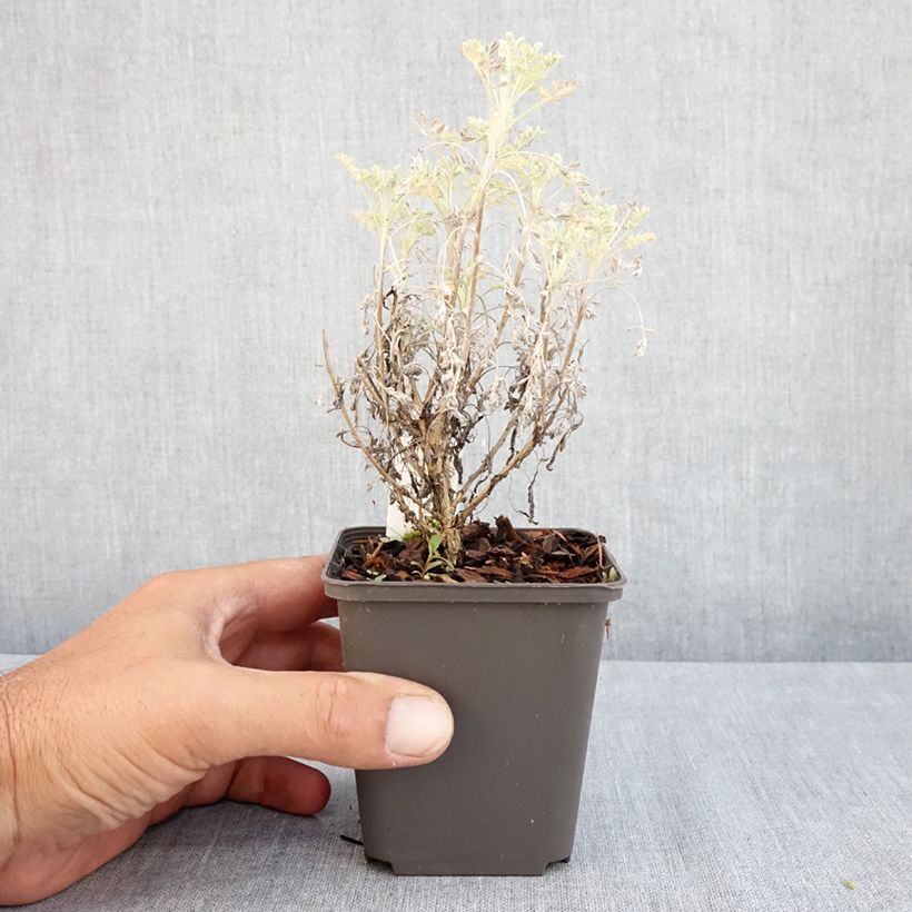 Esimerkki kesällä toimitetusta Välimerenmaruna Little Mice Godet de 8/9 cm-taimesta