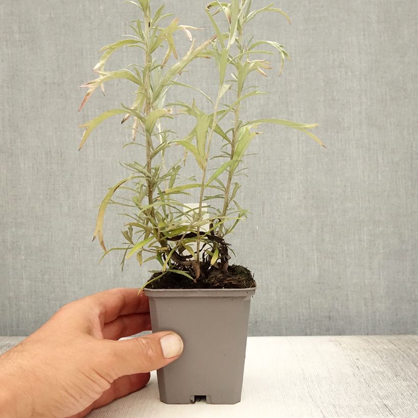 Esimerkki kesällä toimitetusta Hopeamaruna Silver Queen Godet de 8/9 cm-taimesta