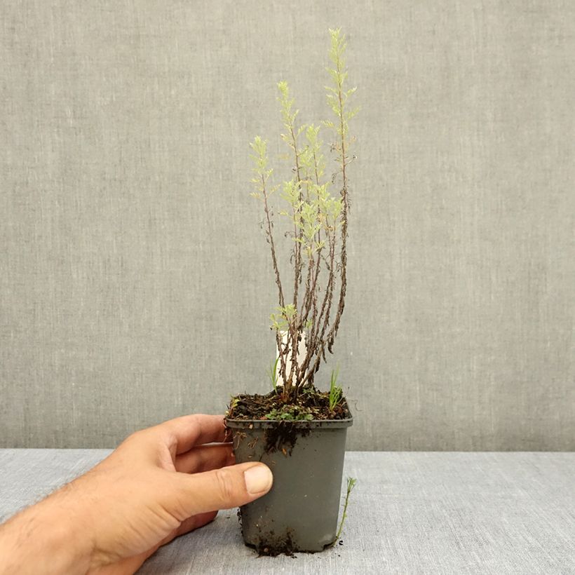 Esimerkki kesällä toimitetusta Silkkimaruna - Artemisia pontica 8/9 cm taimiruukku-taimesta