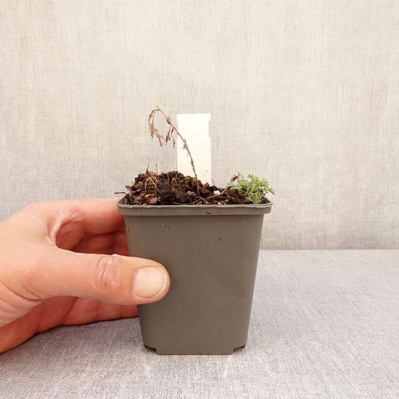 Esimerkki keväällä toimitetusta Silkkimaruna - Artemisia pontica Godet de 8/9 cm-taimesta